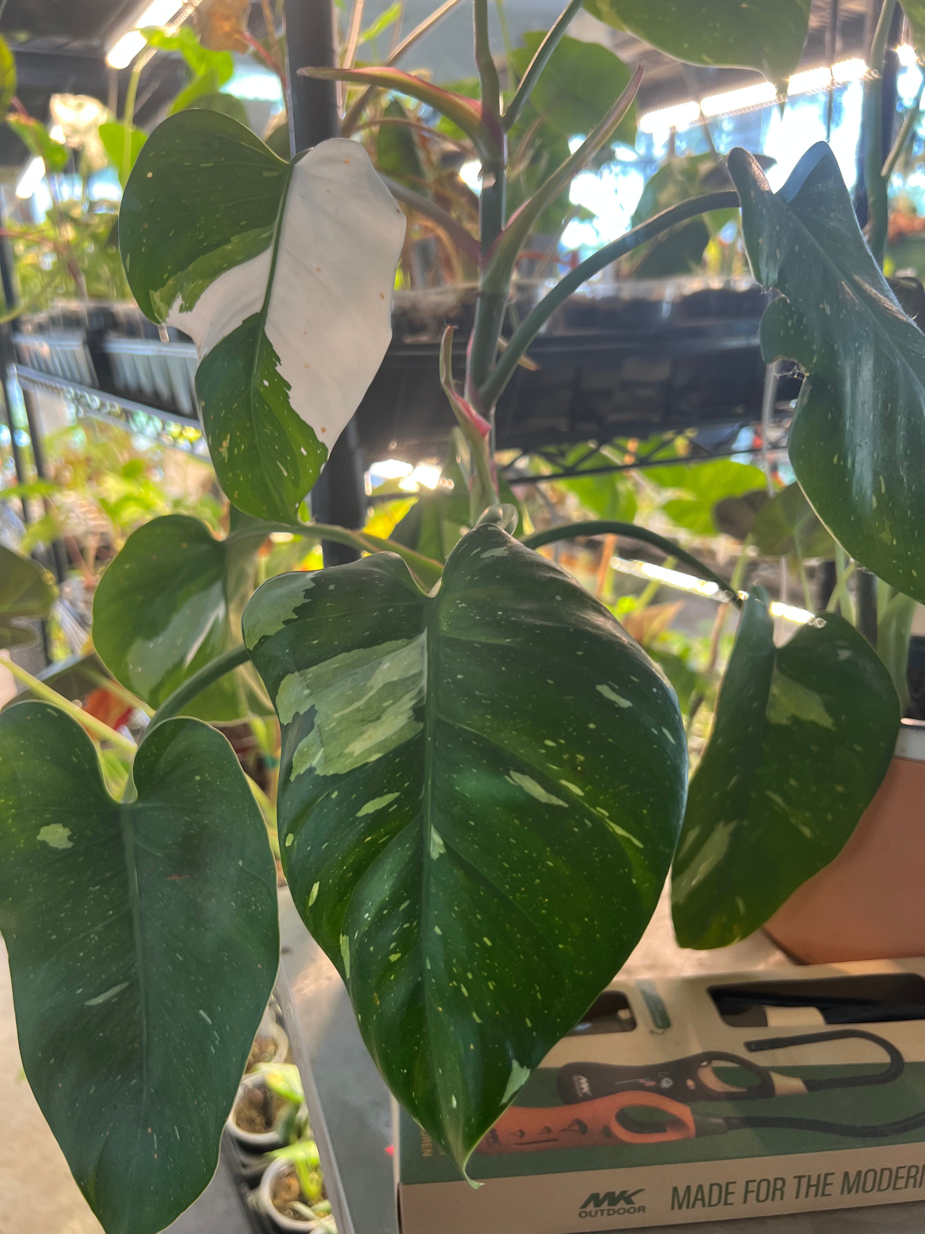 Philodendrons