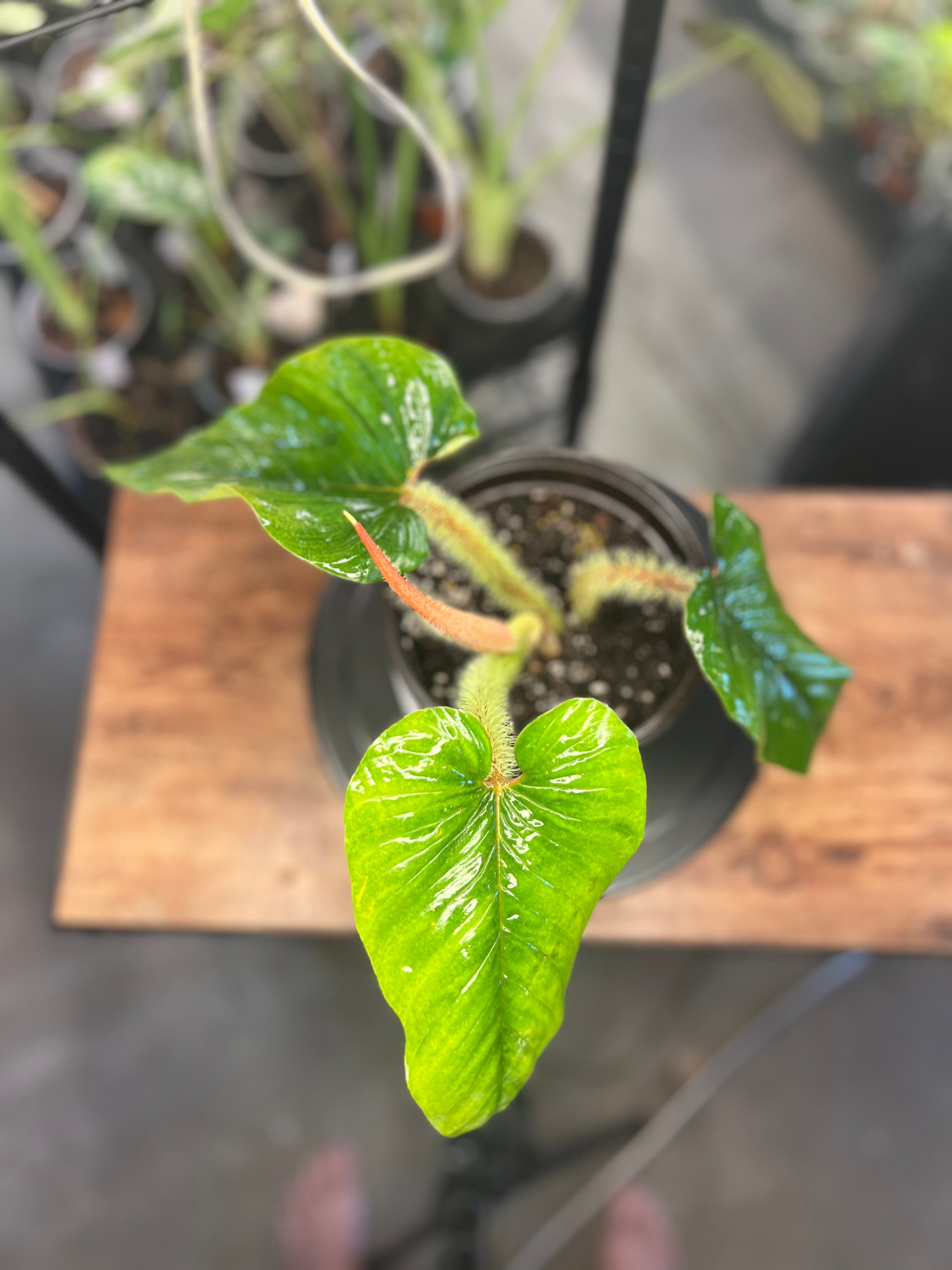 New Plants