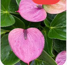 Anthurium