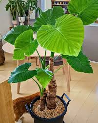 Alocasias