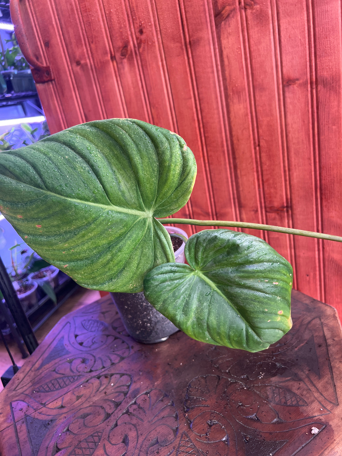 Philodendron Gloriosum