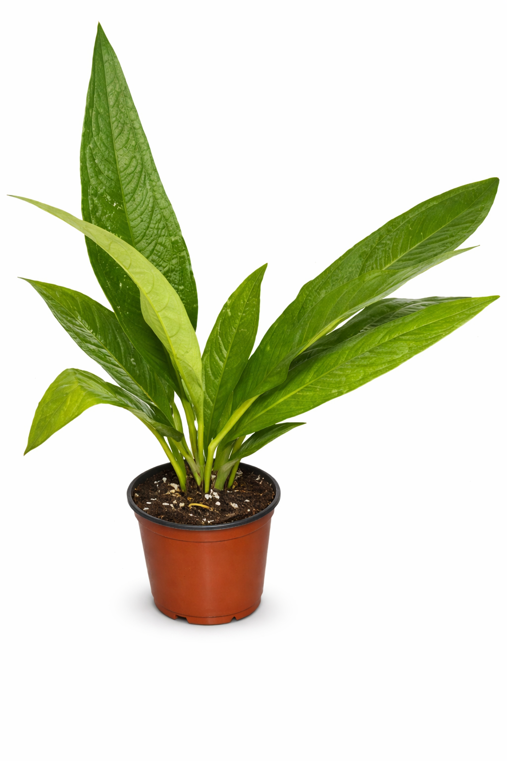 Anthurium acaule live plant foliage and detail view 2