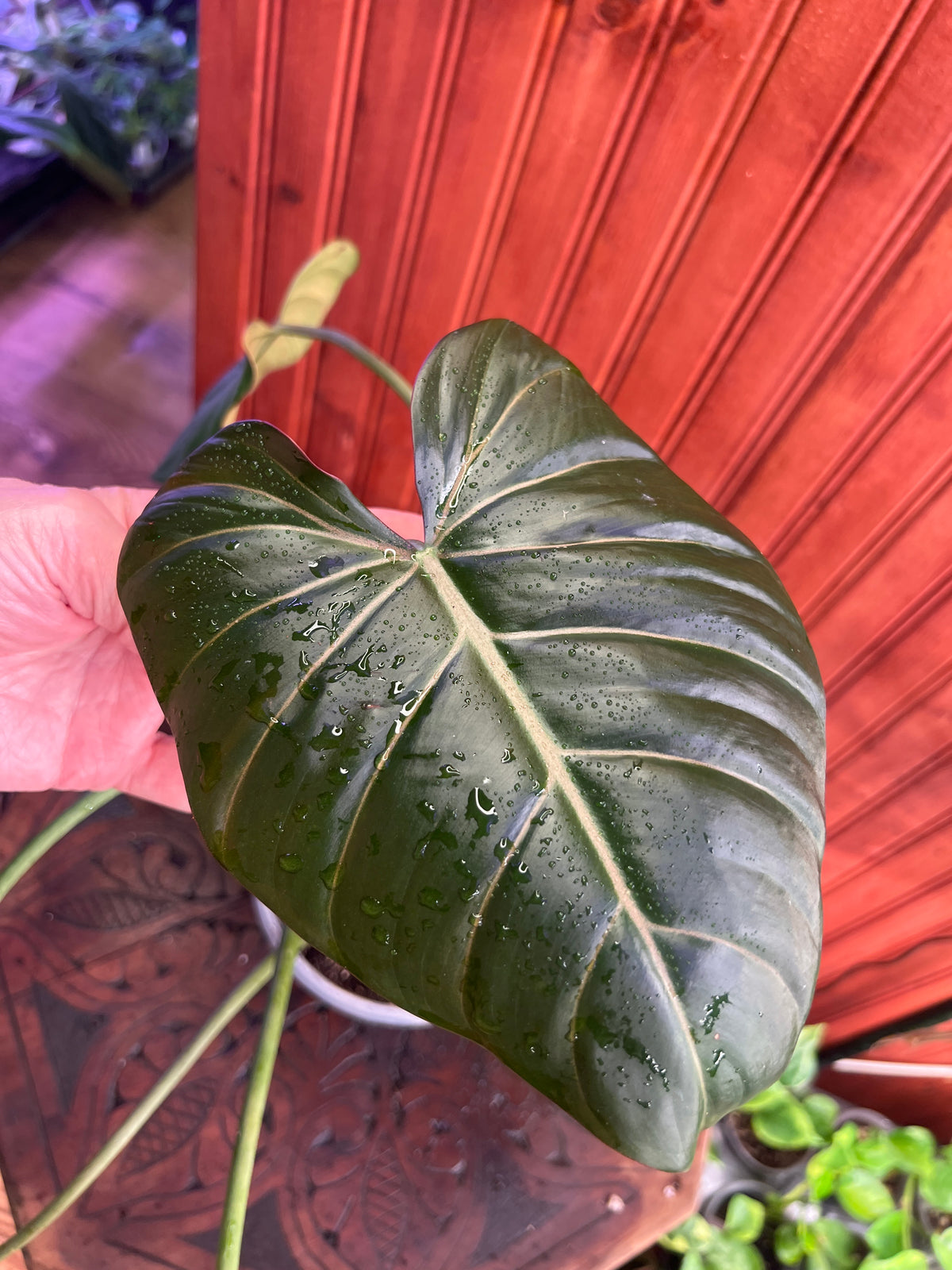 Philodendron Summer Glory
