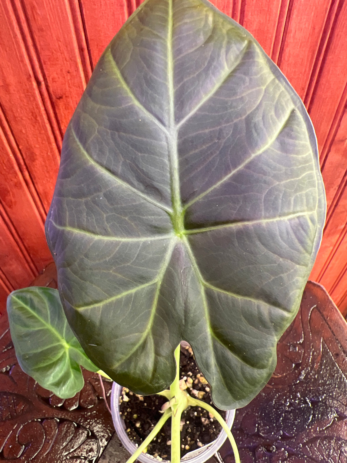 Alocasia Regal Shield