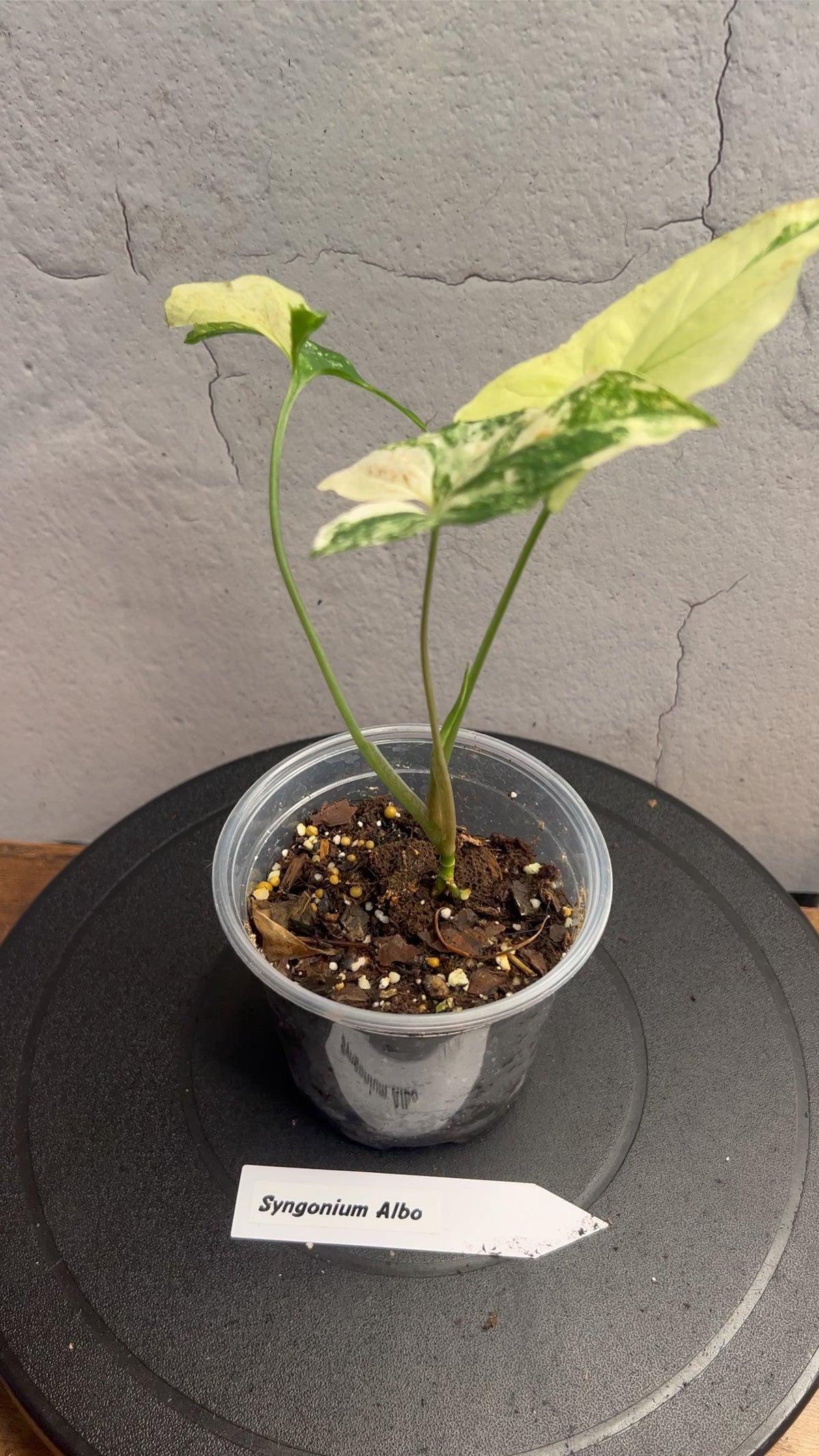 Syngonium Albo live syngonium from Mulliken Nursery