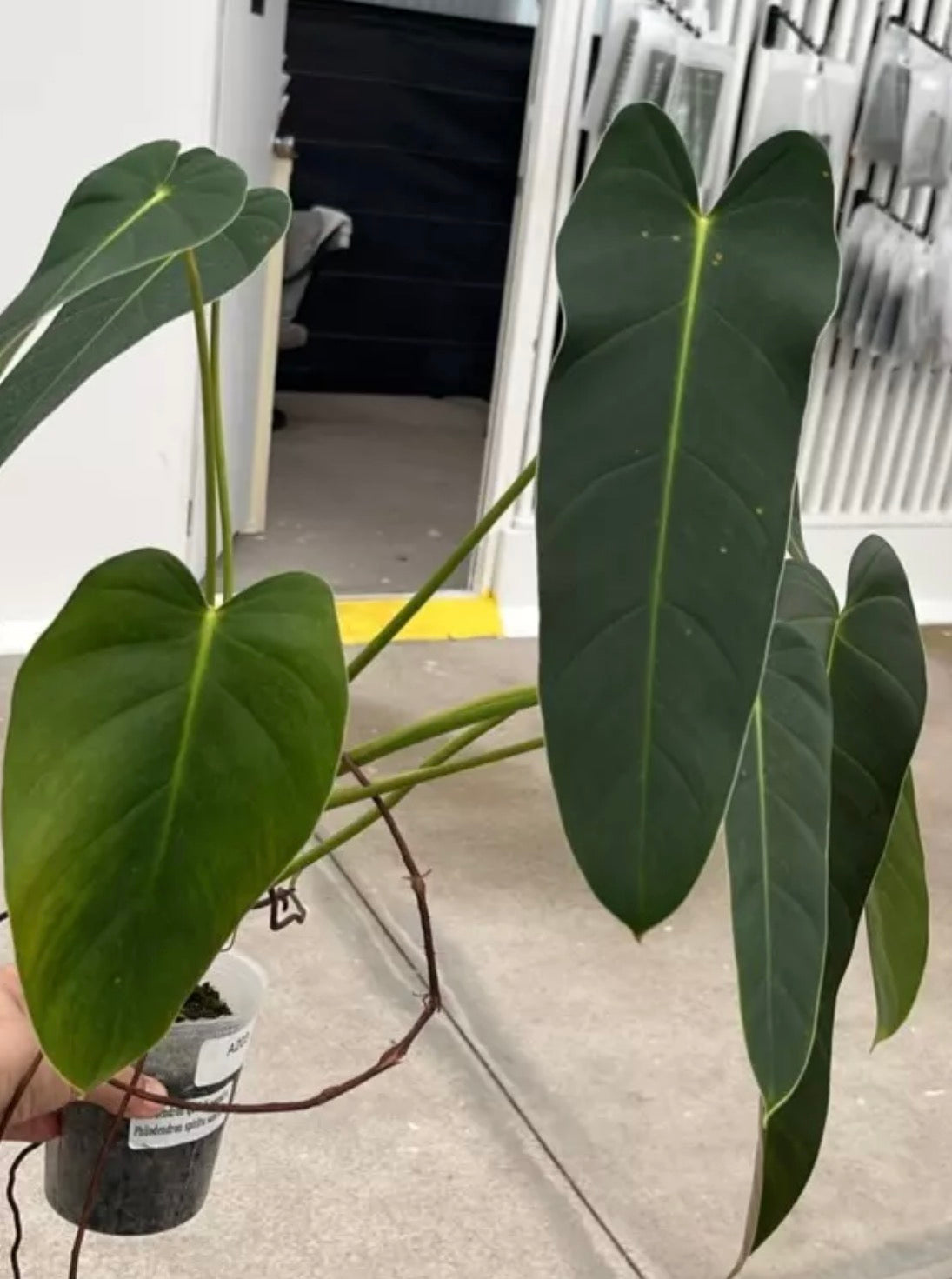 Philodendron Quelali Round x Phil. Spirit Sancti live plant foliage and detail view 3