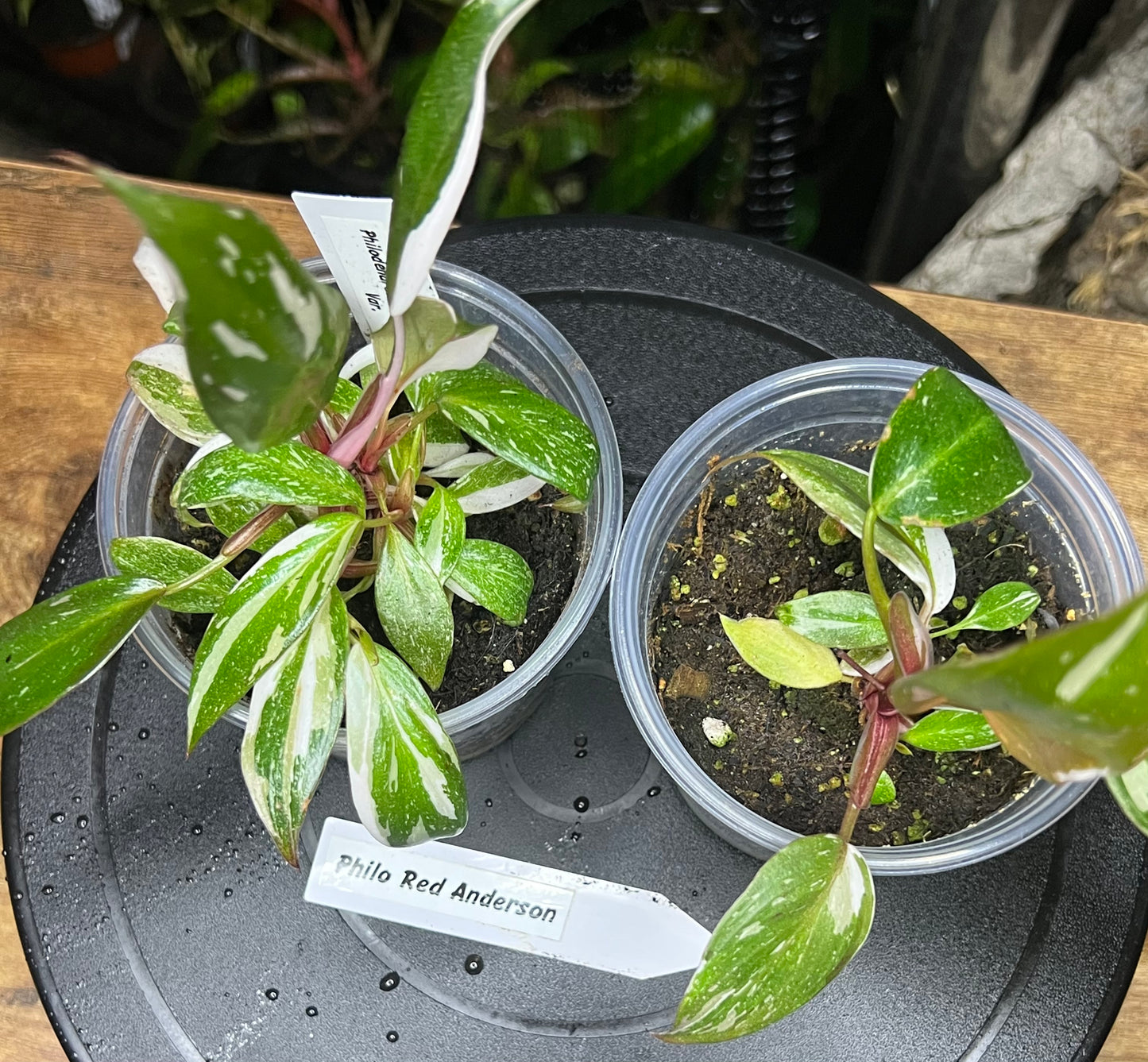 Philodendron Red Anderson live plant foliage and detail view 3