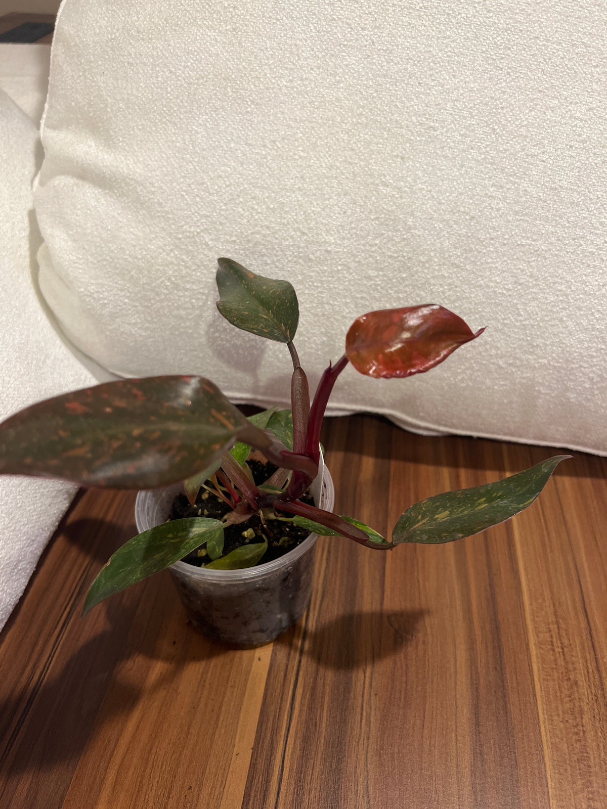 Philodendron Prince of Orange