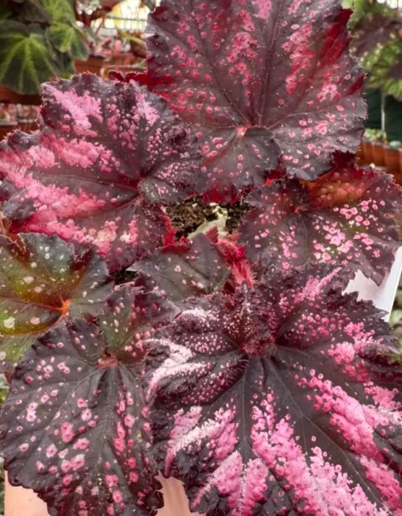 Begonia Harmony's Cherry Bomb live begonia from Mulliken Nursery
