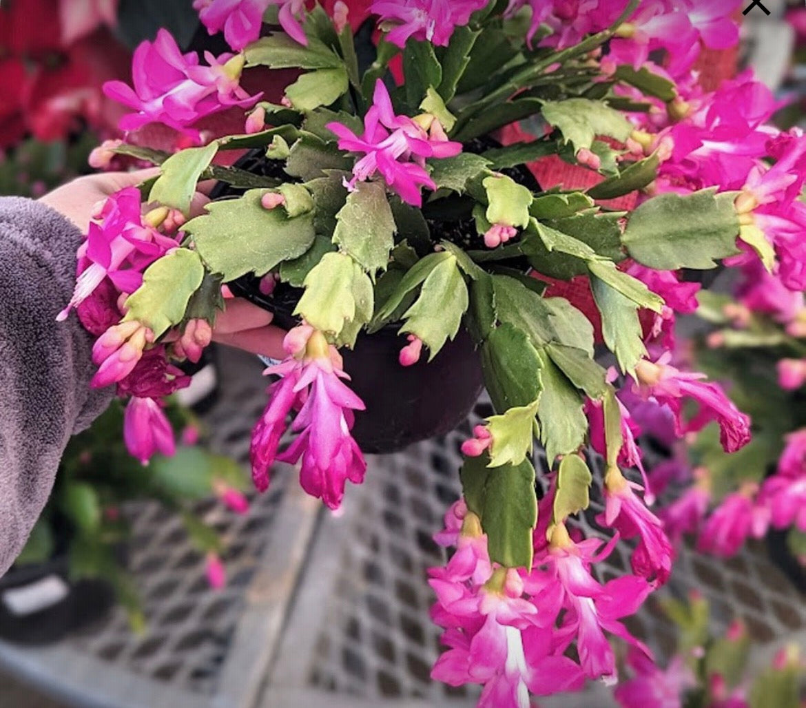 Christmas Cactus live holiday cactus from Mulliken Nursery