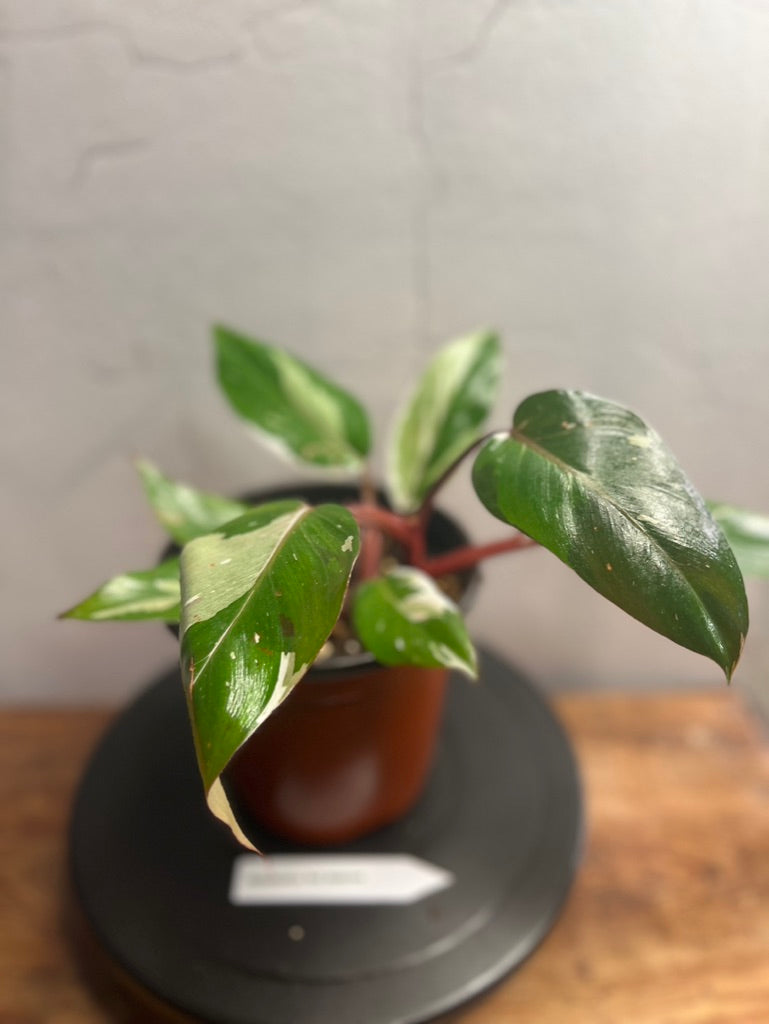 Philodendron Red Anderson live plant foliage and detail view 2