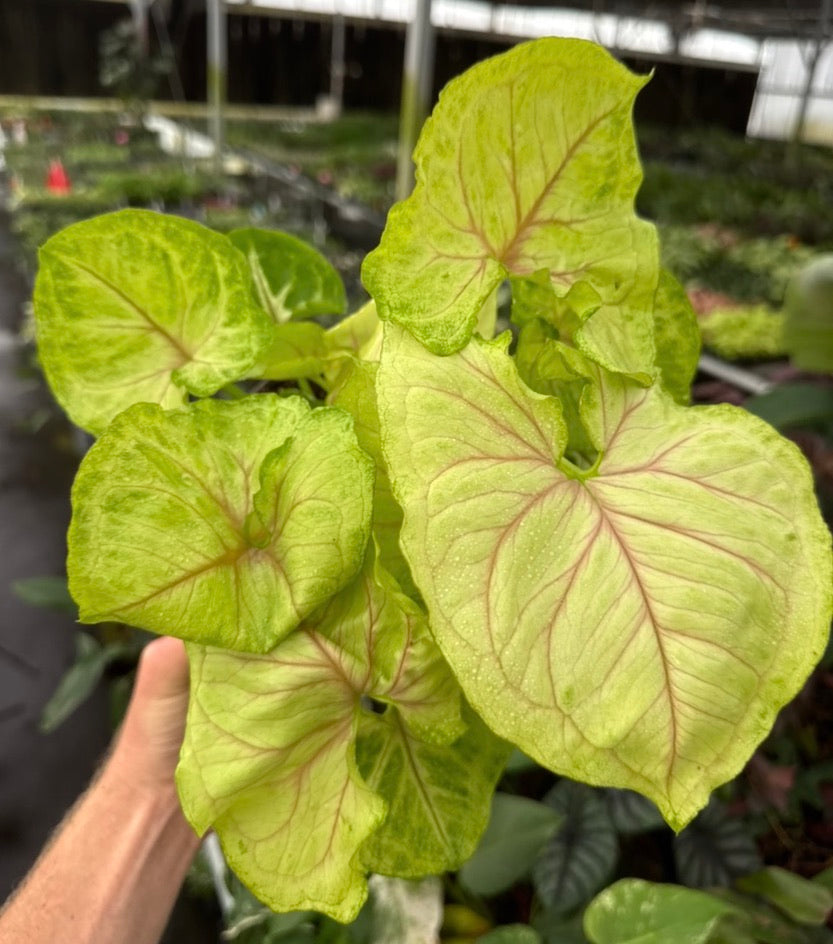 Syngonium Kiwi Delight live syngonium from Mulliken Nursery