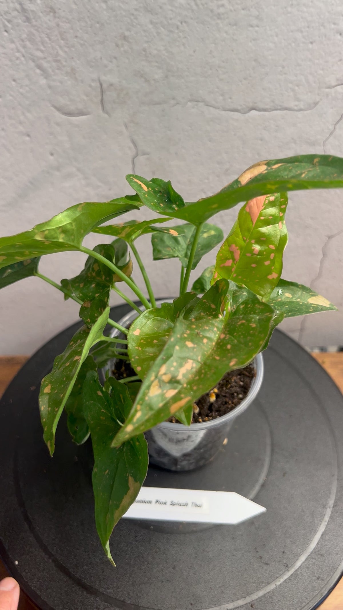 Syngonium Pink Splash Thai live plant foliage and detail view 2