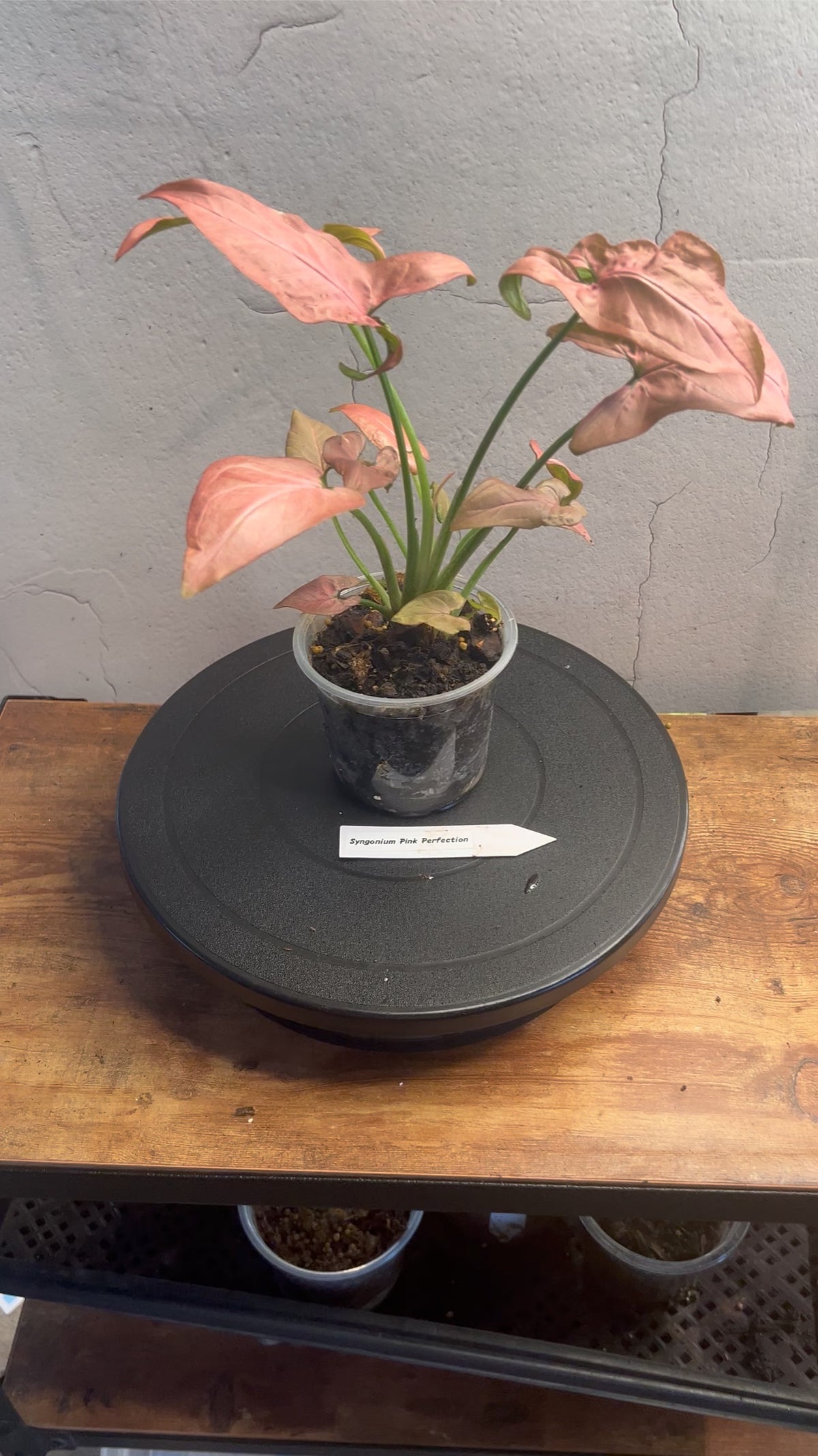 Syngonium Pink Perfection live plant foliage and detail view 2