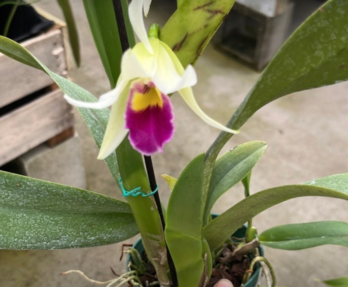 Cattleya Adrienne de Wavrin f. coerulea live orchid from Mulliken Nursery