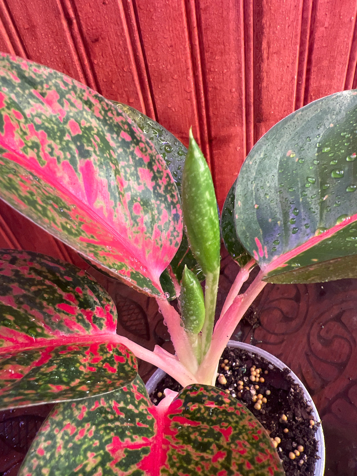 Aglaonema Red Stardust