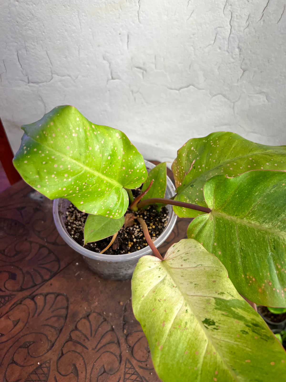 Philodendron Snowdrift