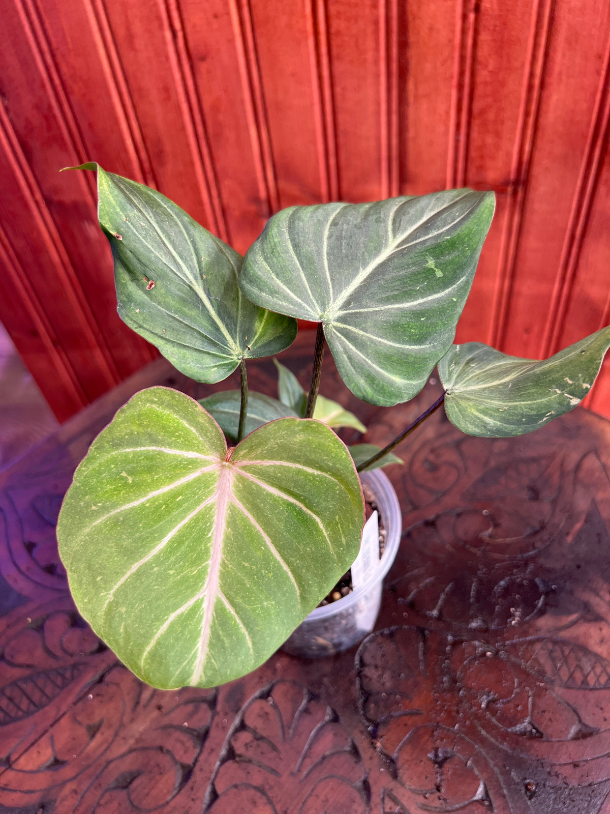 Philodendron Gloriosum Dark