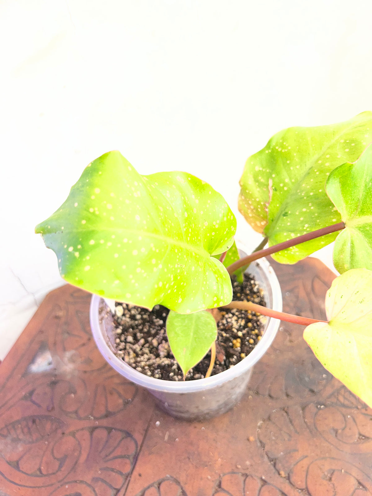 Philodendron Snowdrift
