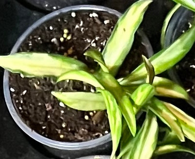 Hoya wayetii Variegated