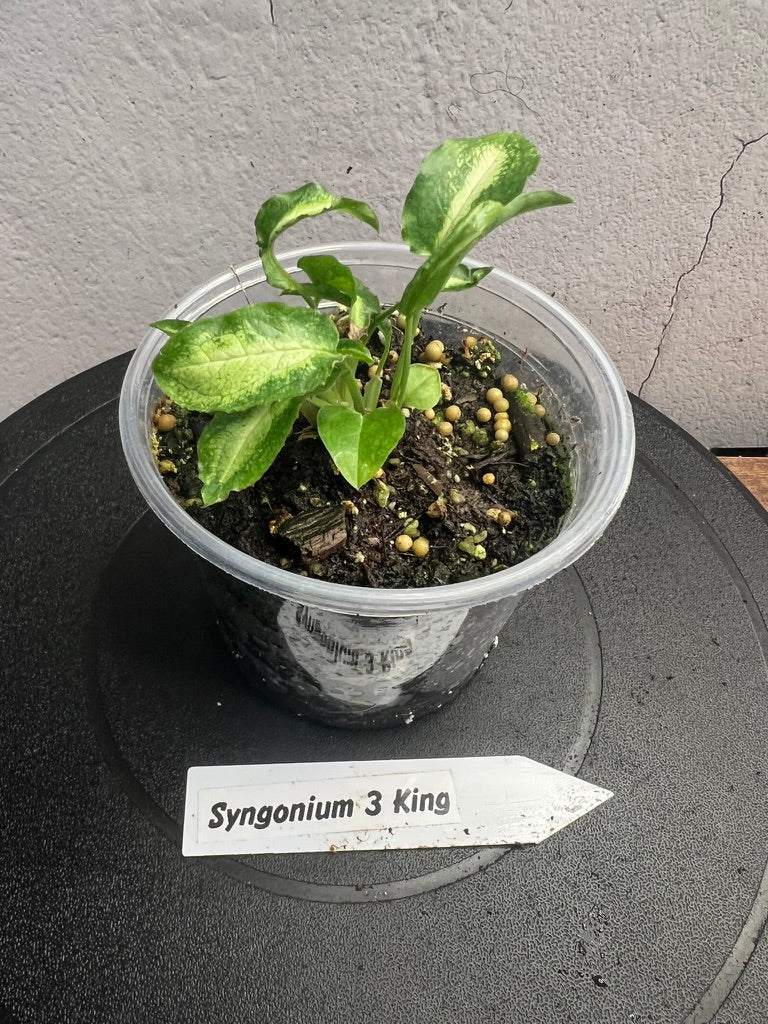 Sygonium 3 Kings