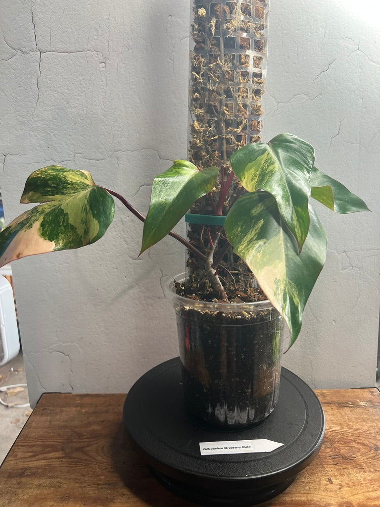 Philodendron 'Strawberry Shake' live philodendron from Mulliken Nursery