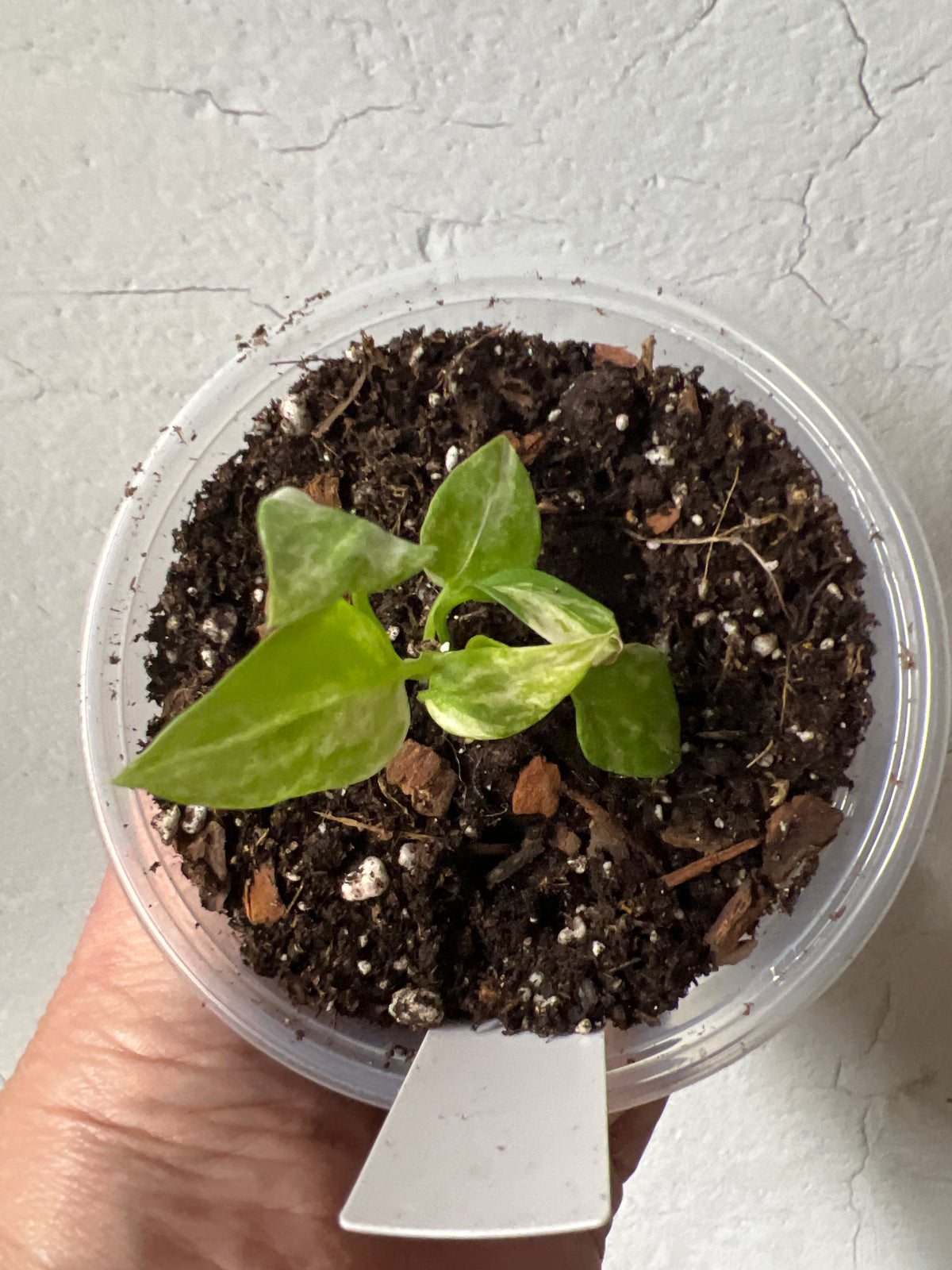 Anthurium vittarifolium Variegated
