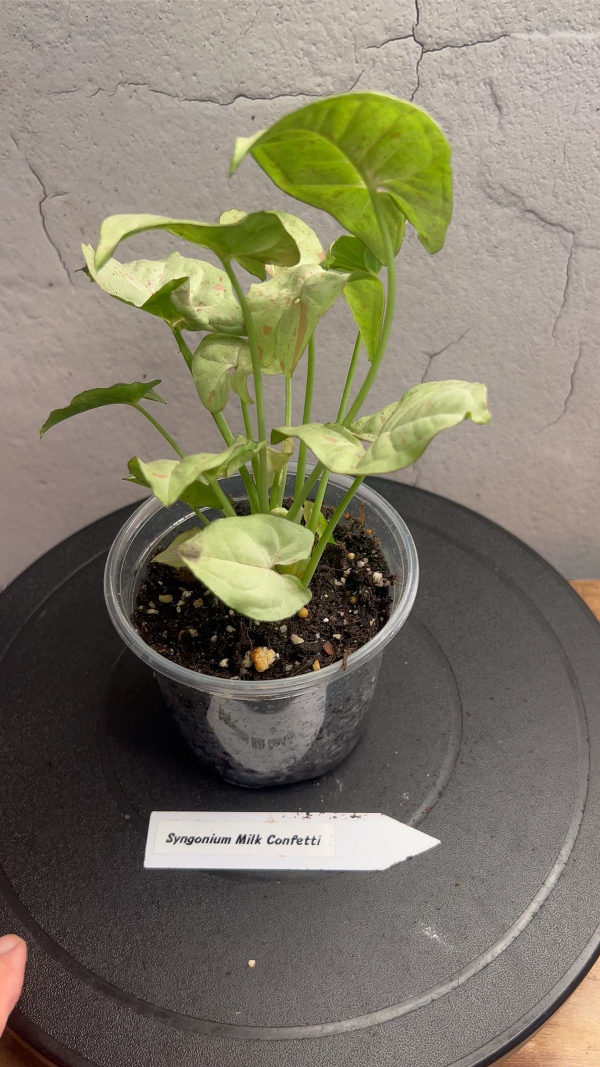 Syngonium Granny Panties live plant foliage and detail view 2