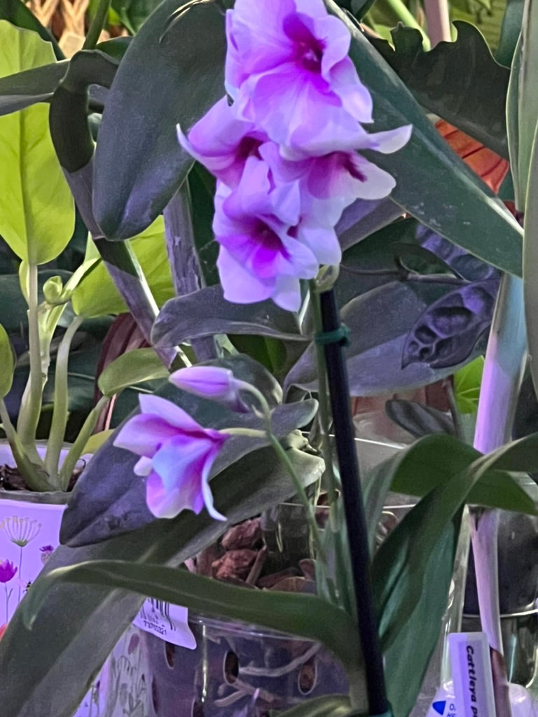 Dendrobium hybrid live orchid from Mulliken Nursery