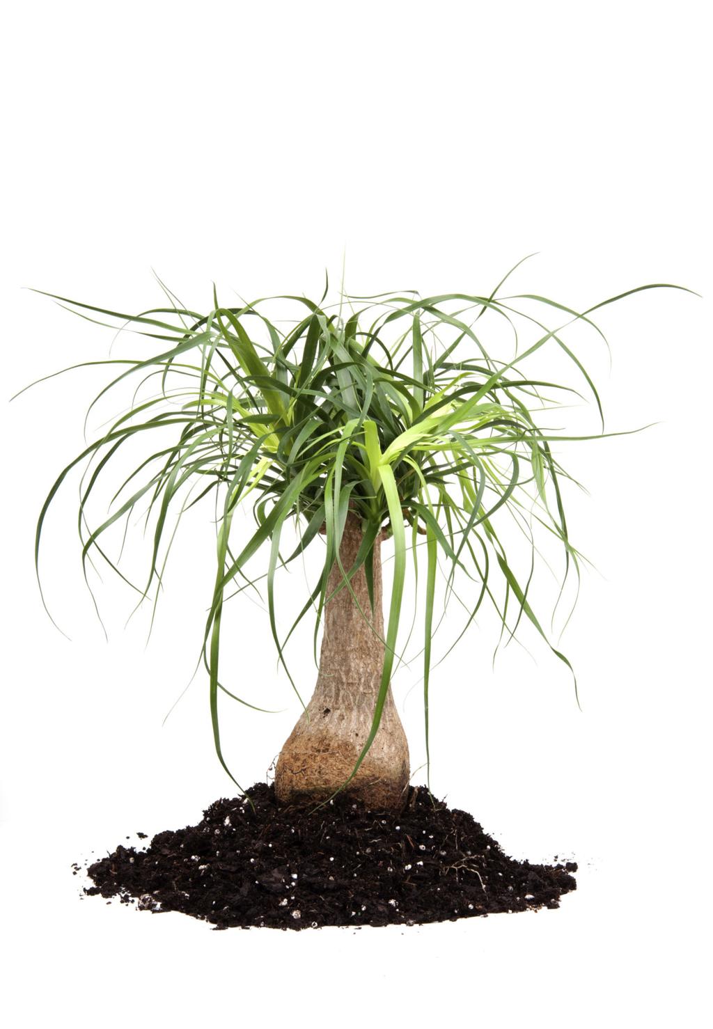 Ponytail Palm (Beaucarnea) live beaucarnea from Mulliken Nursery