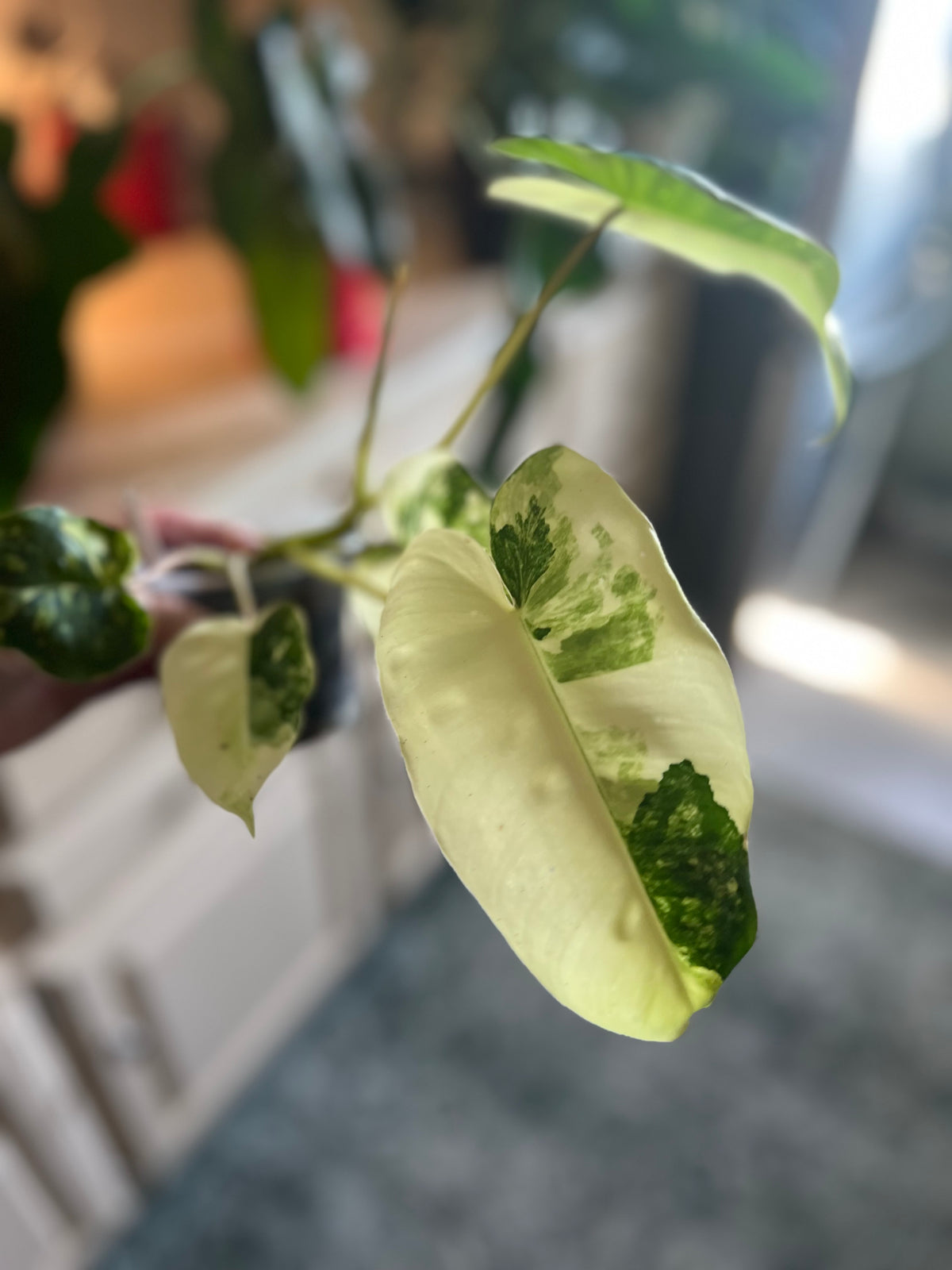 Philodendron Burle Marx Variegated
