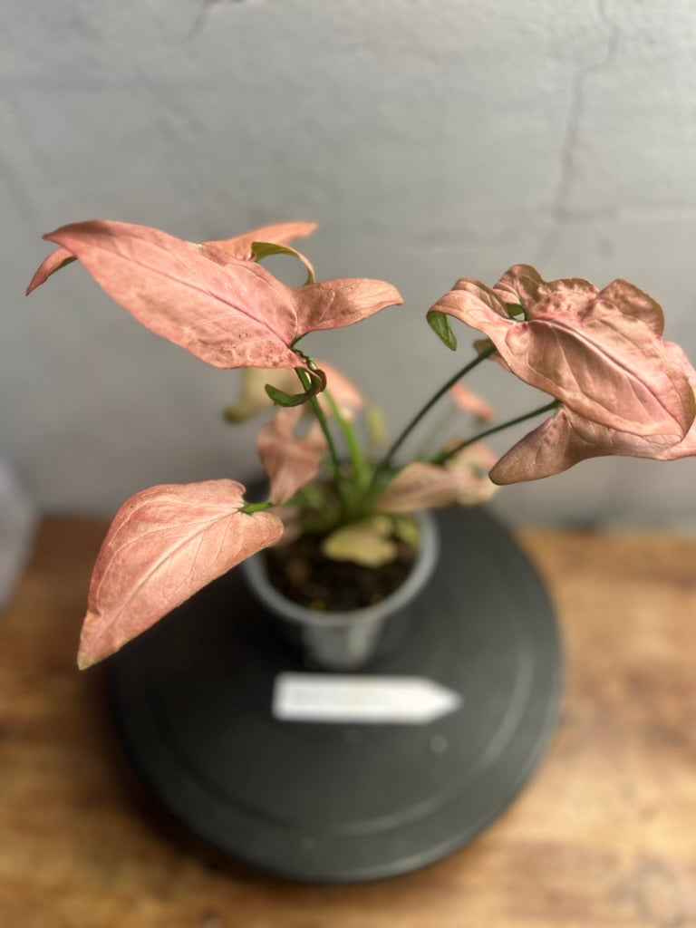 Syngonium Pink Perfection live syngonium from Mulliken Nursery