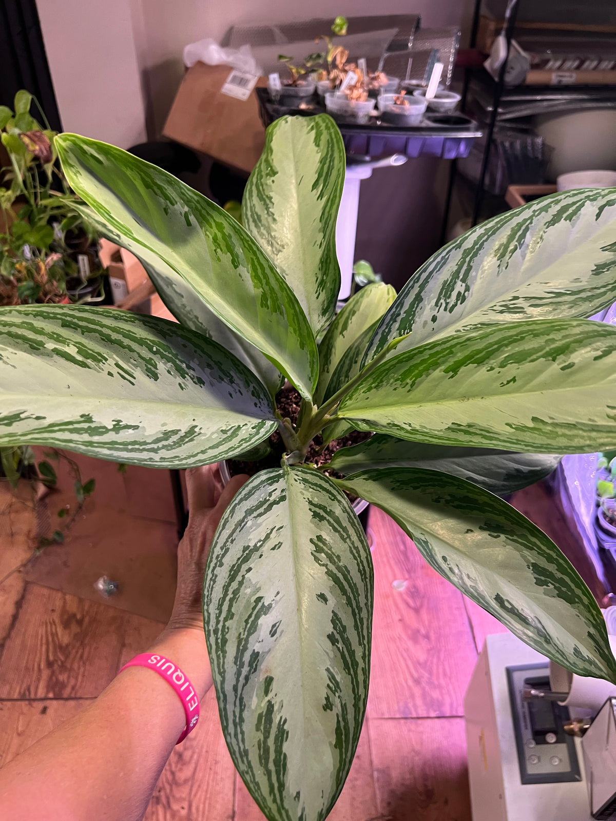 Aglaonema Green Bowl