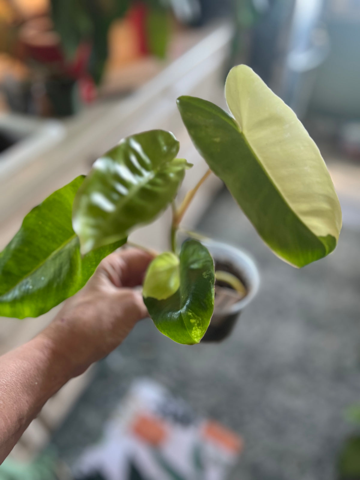 Philodendron Burle Marx Variegated