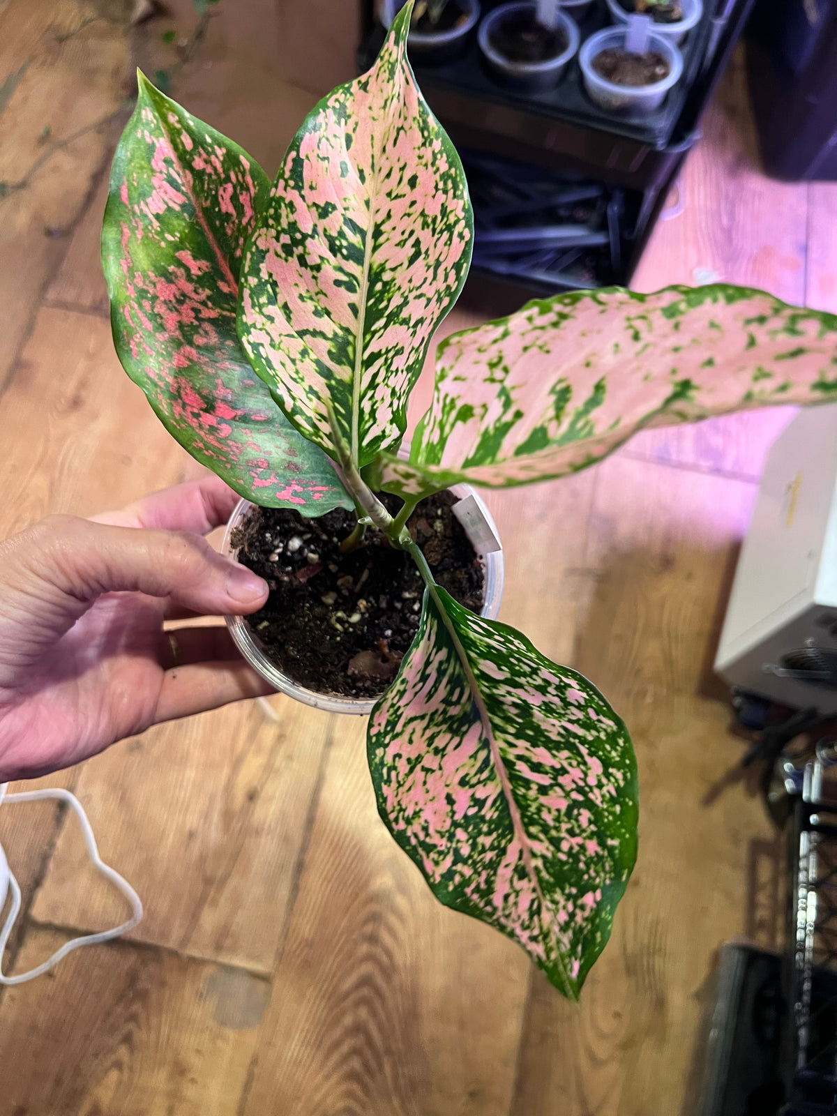 Aglaonema Light Pink Triphet