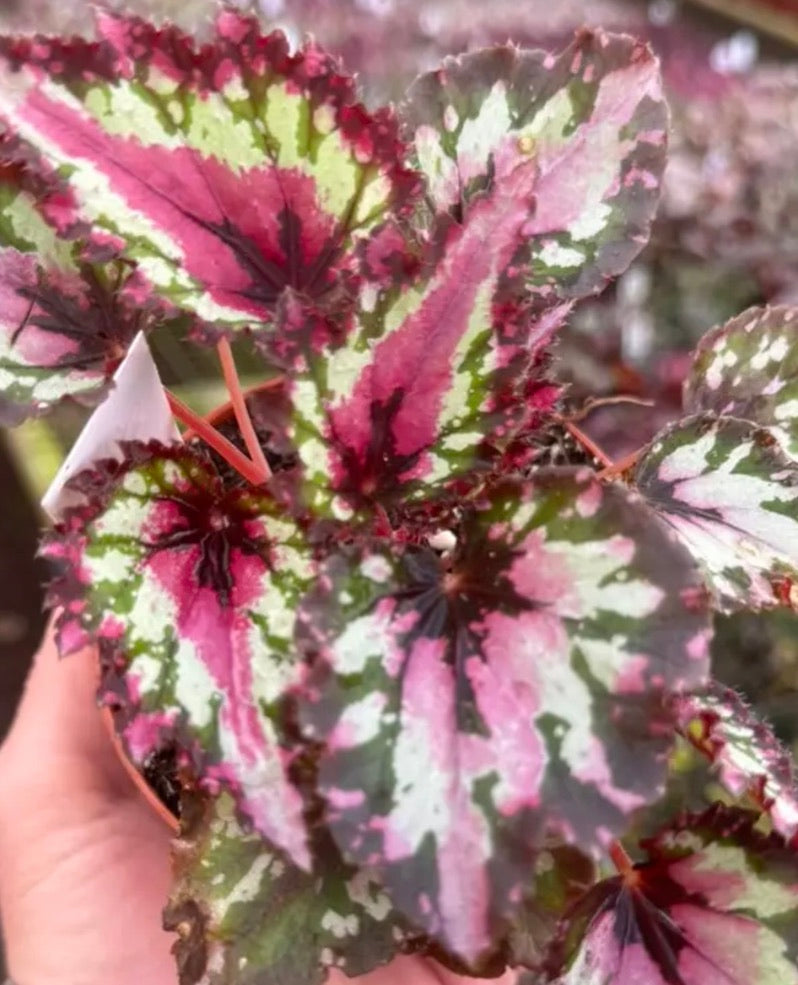 Begonia Harmony's Red Star live begonia from Mulliken Nursery
