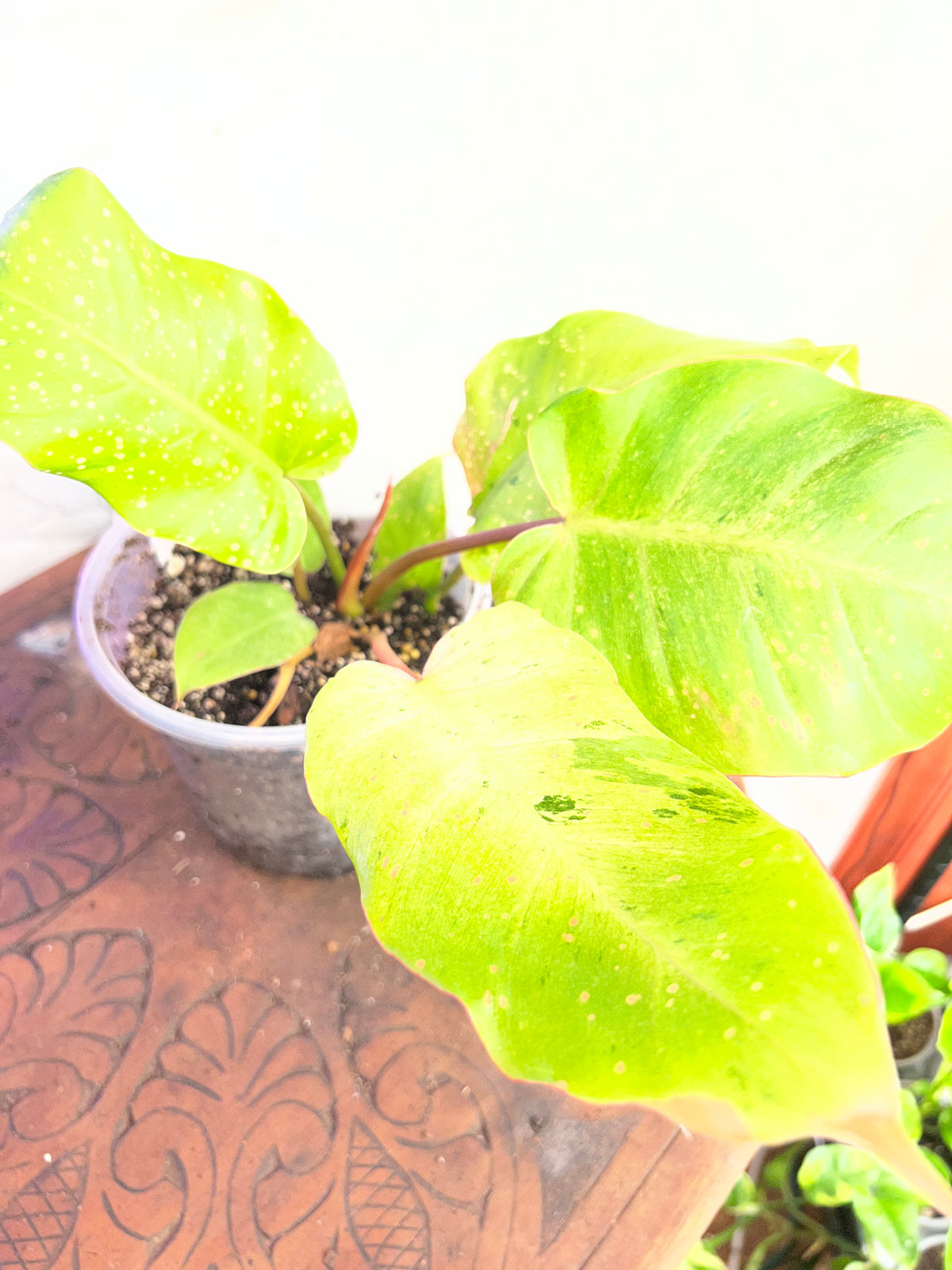 Philodendron Snowdrift