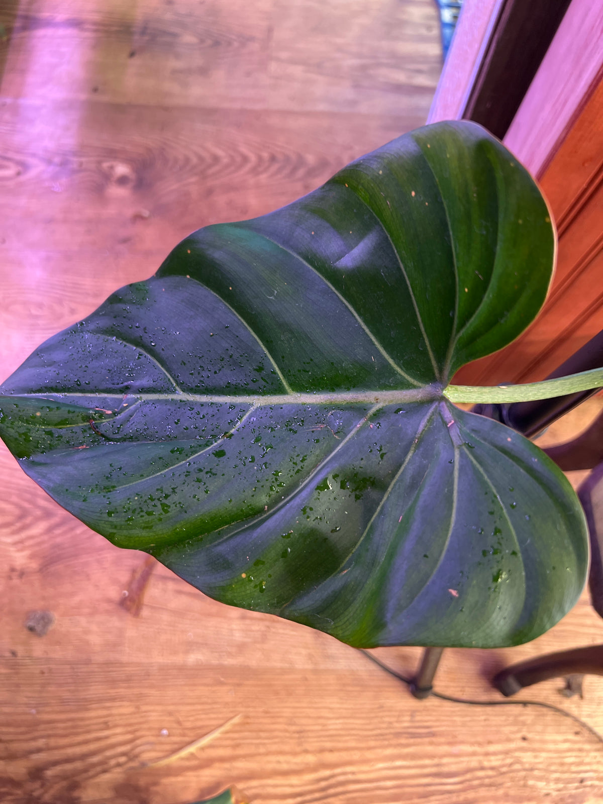 Philodendron Summer Glory