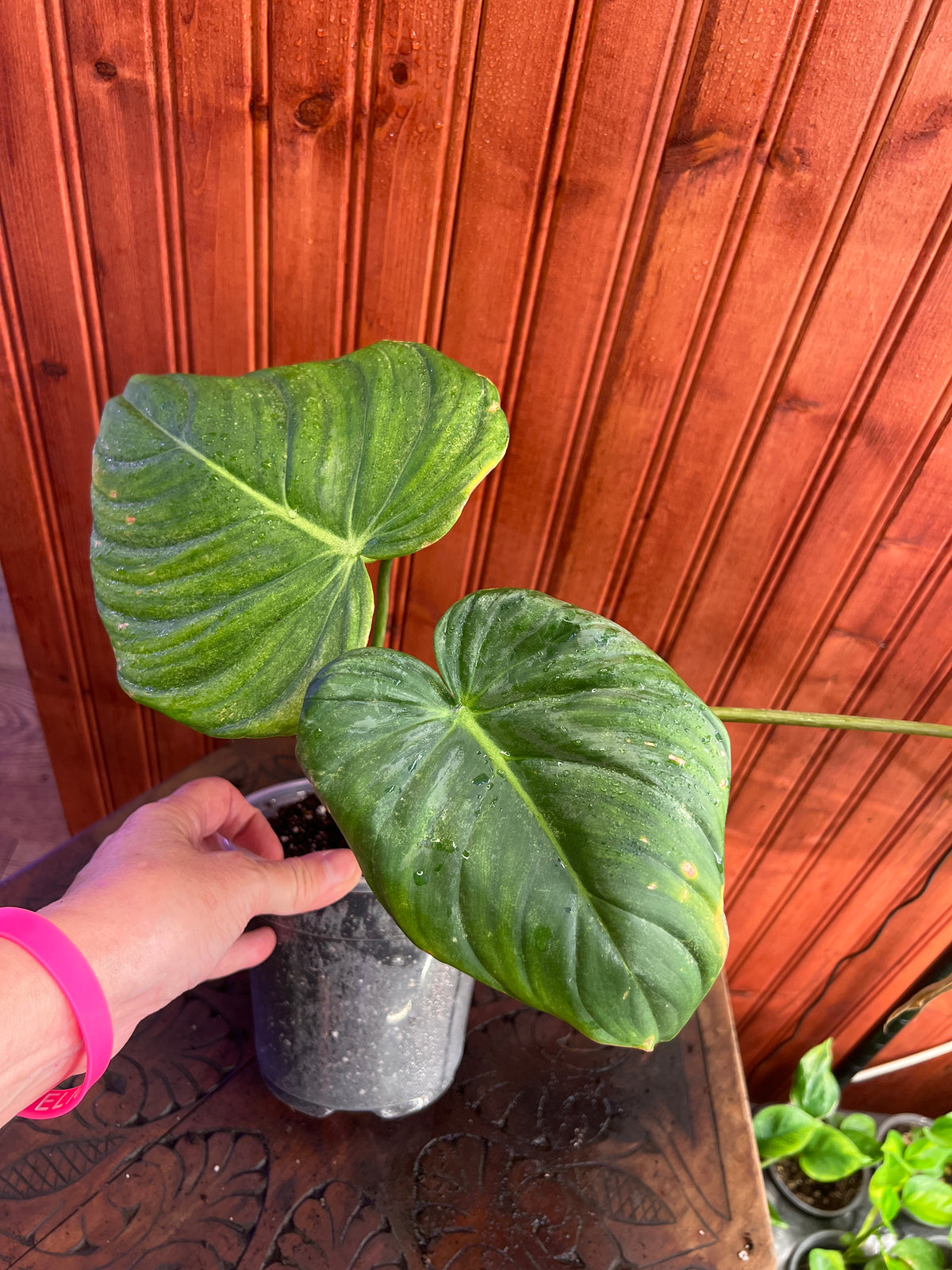 Philodendron Gloriosum