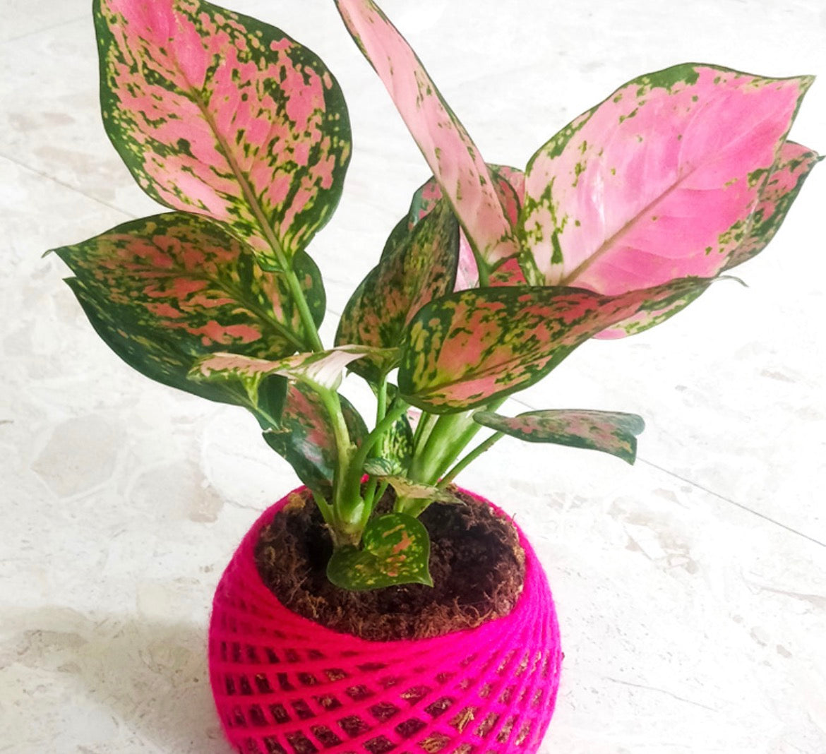Aglaonema Pink Lady