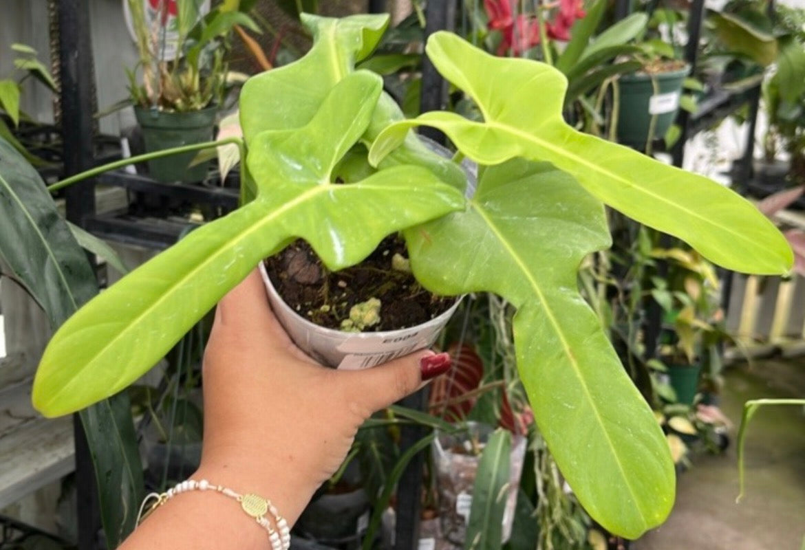 Philodendron bipennifolium 'Gold Violin' live plant foliage and detail view 2