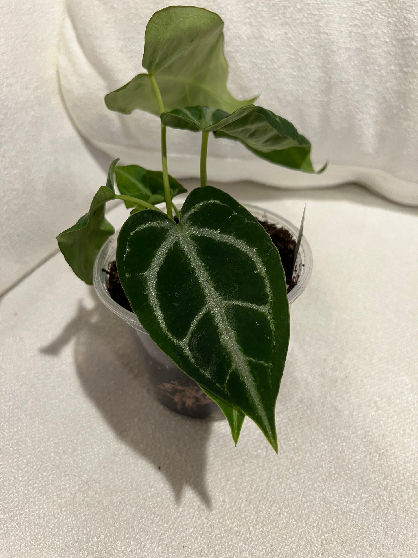 Anthurium Crystallinum