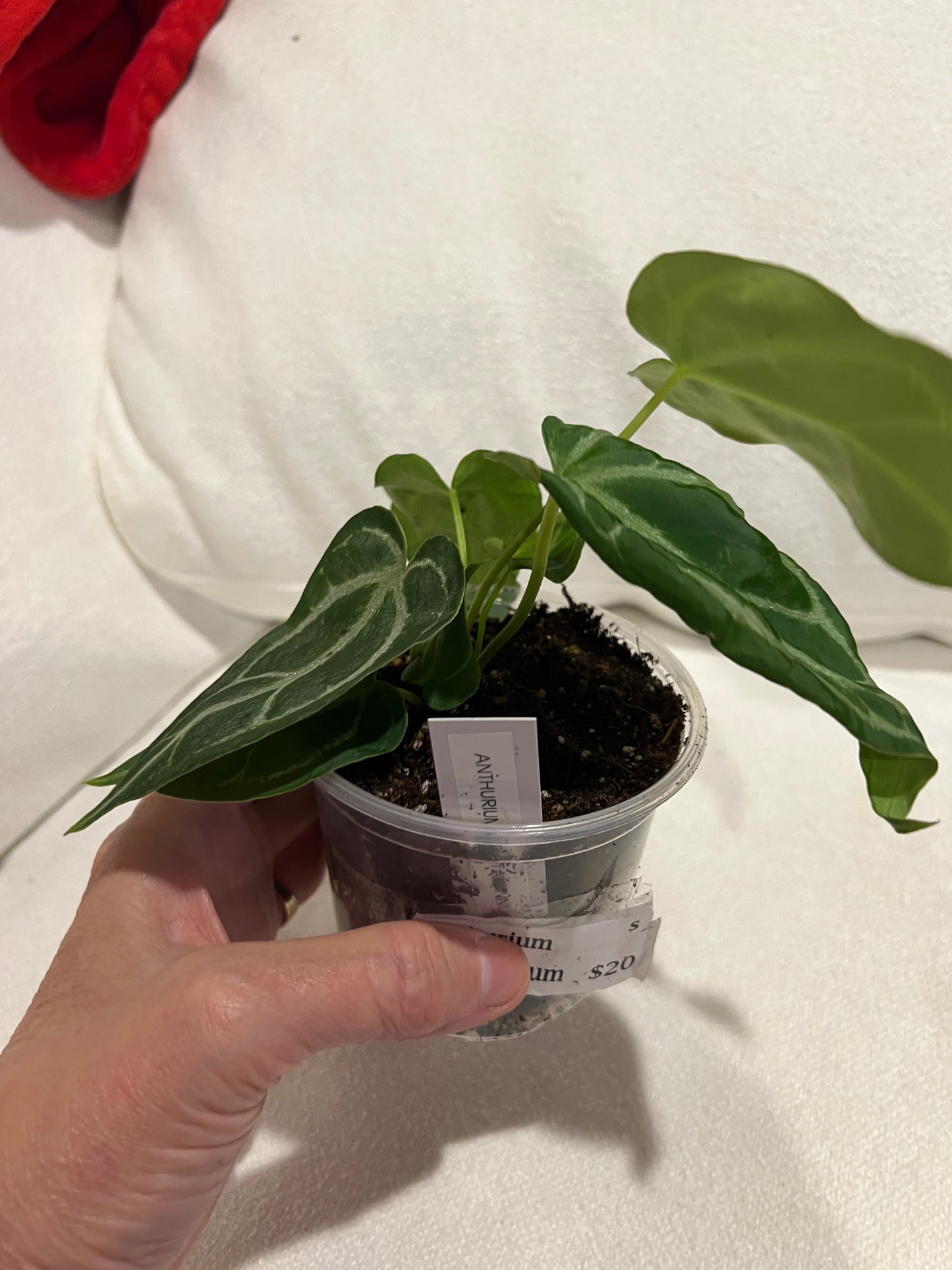 Anthurium Crystallinum