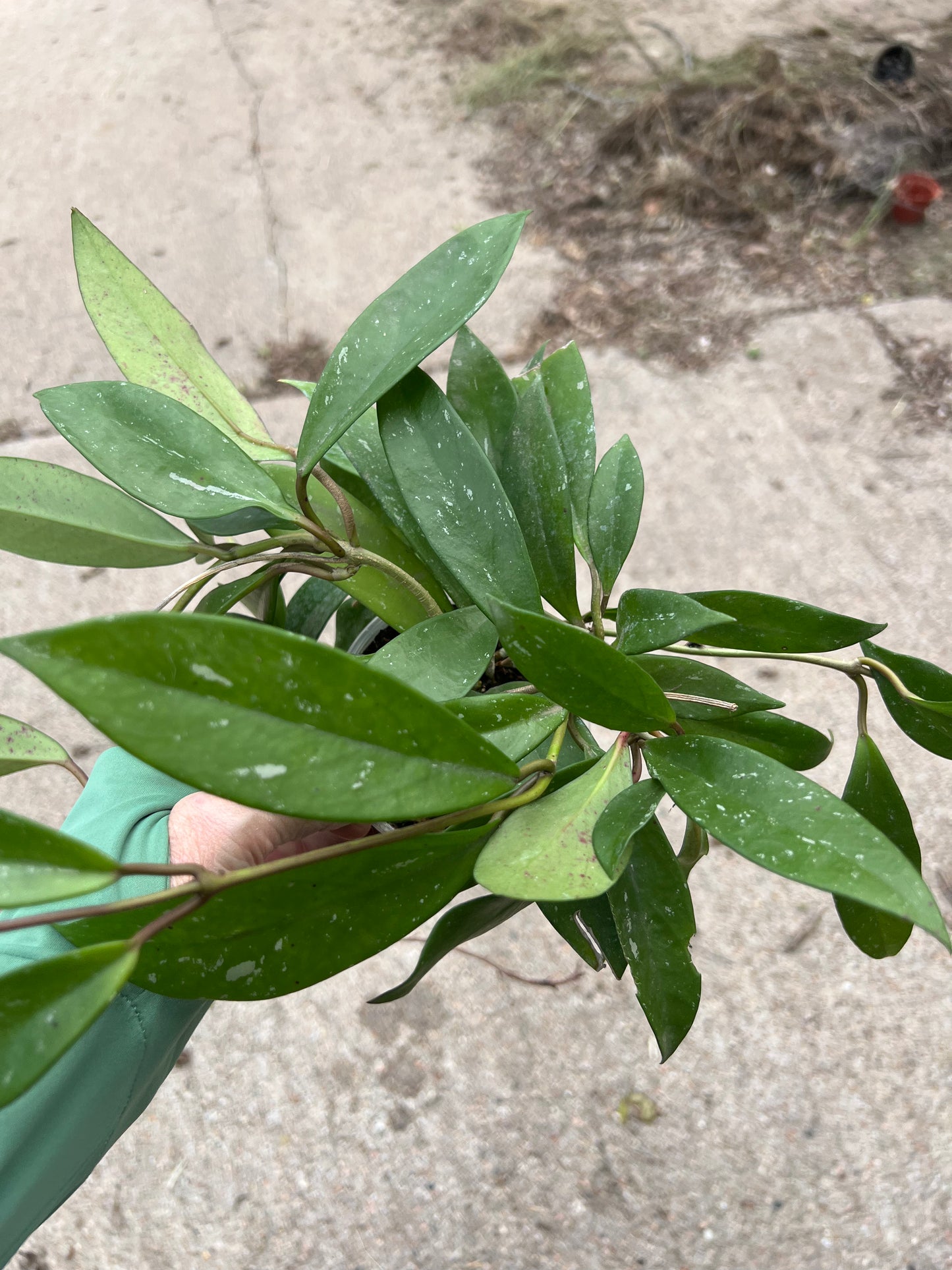 Hoya carnosa