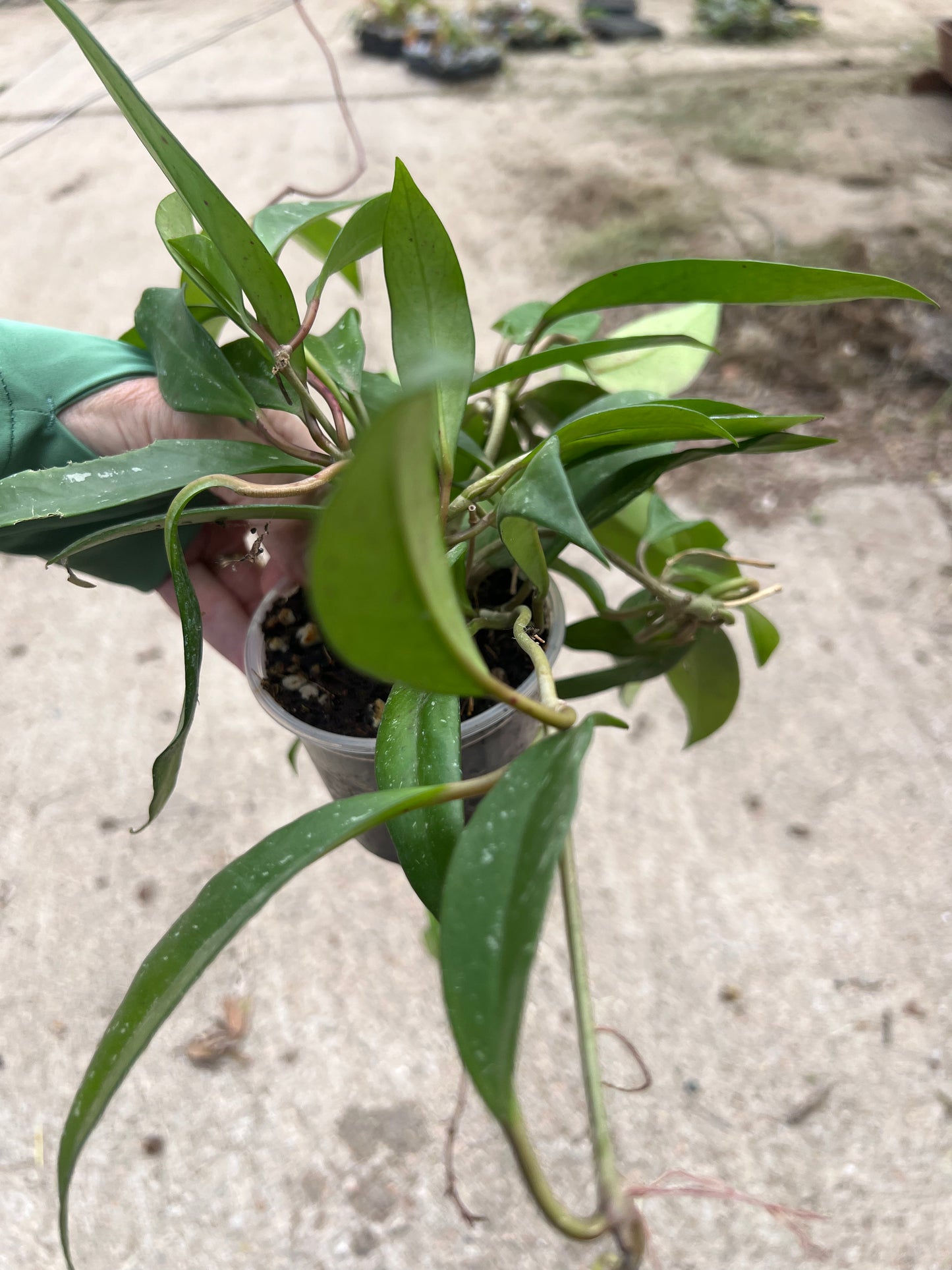 Hoya carnosa