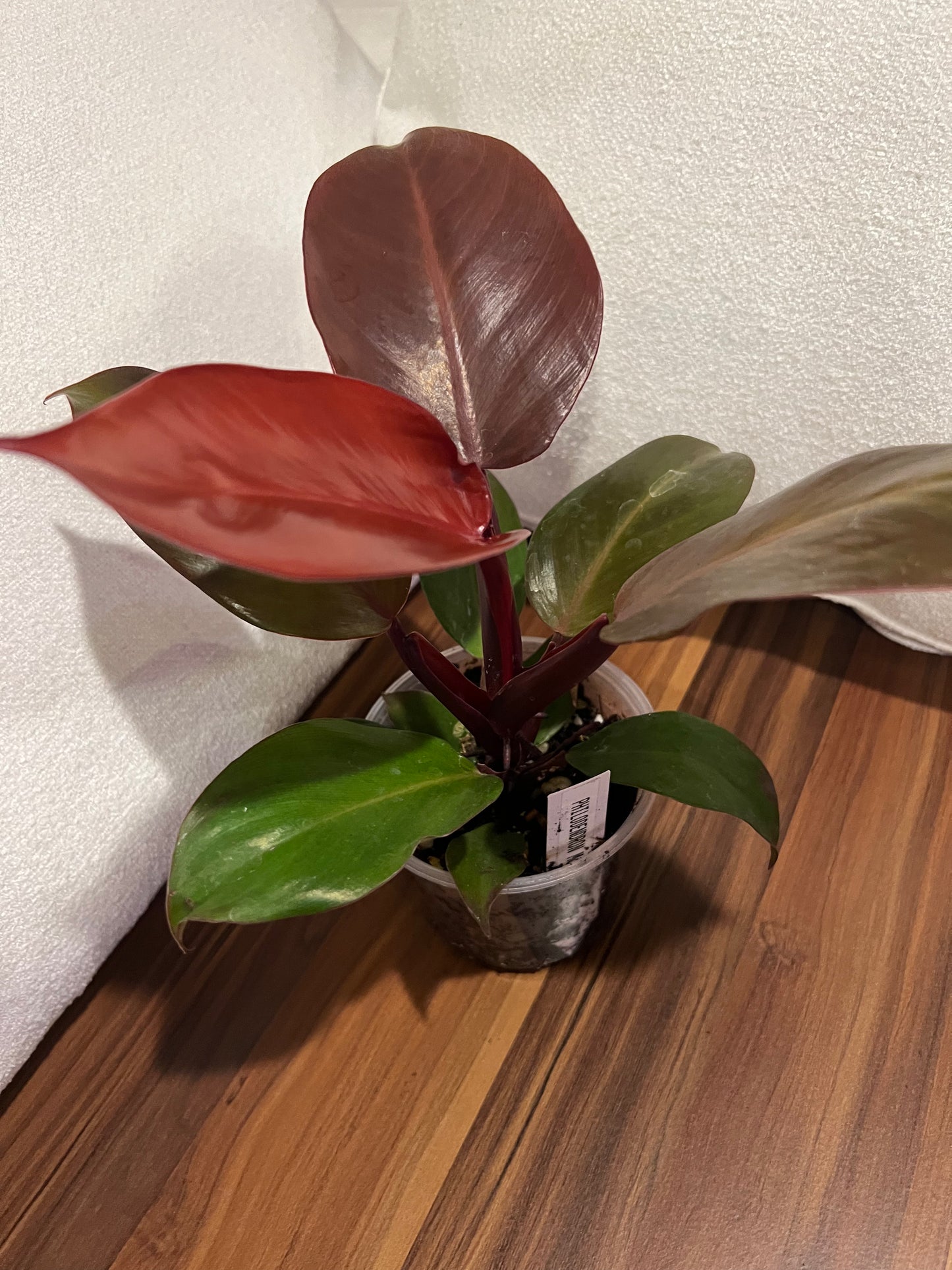 Philodendron 'McColley’s Finale' — Color-Changing Foliage