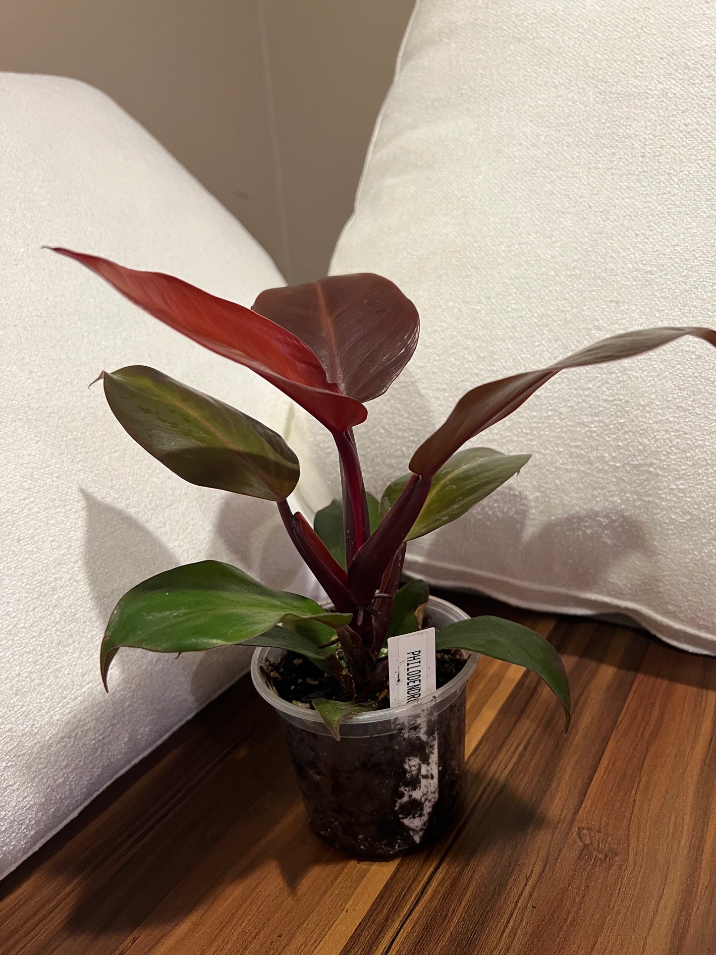Philodendron 'McColley’s Finale' — Color-Changing Foliage