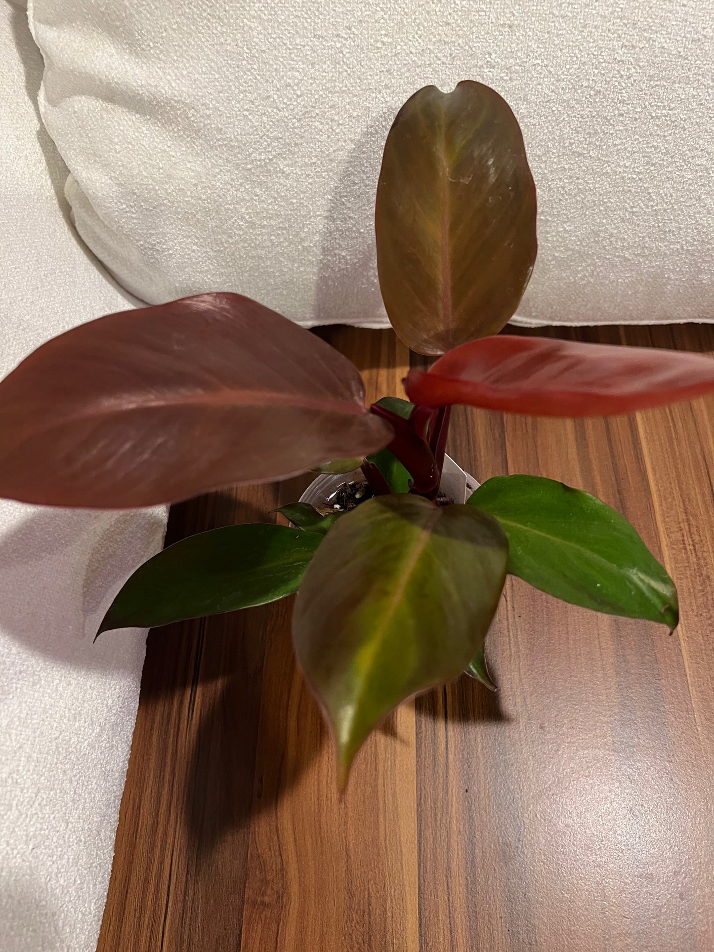 Philodendron 'McColley’s Finale' — Color-Changing Foliage