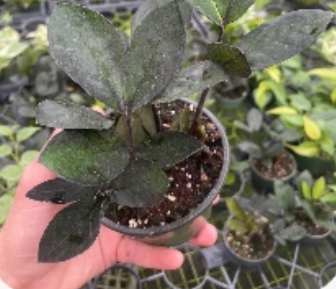 Zamioculcas zamiifolia ZZ Raven (4)
