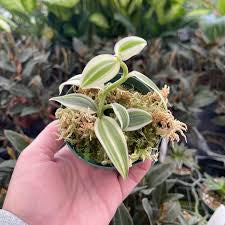 Vanilla Bean Super Variegated live vanilla orchid from Mulliken Nursery